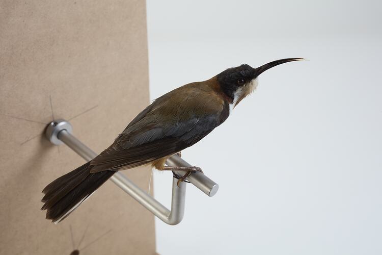 <em>Acanthorhynchus tenuirostris tenuirostris</em>, Eastern Spinebill. [B 21340]
