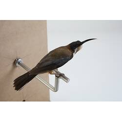 <em>Acanthorhynchus tenuirostris tenuirostris</em>, Eastern Spinebill. [B 21340]