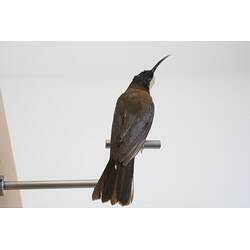 <em>Acanthorhynchus tenuirostris tenuirostris</em>, Eastern Spinebill. [B 21340]