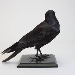 <em>Corvus coronoides coronoides</em>, Australian Raven. [B 21246]