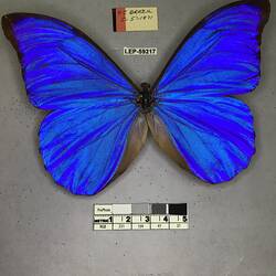 Pinned butterfly specimen beside label.