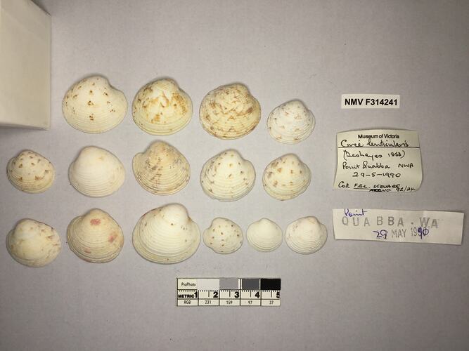 Dry Venus Clam shell beside labels.