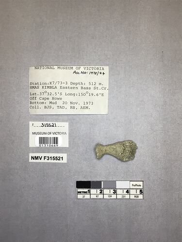 Dry stony coral specimen beside labels.