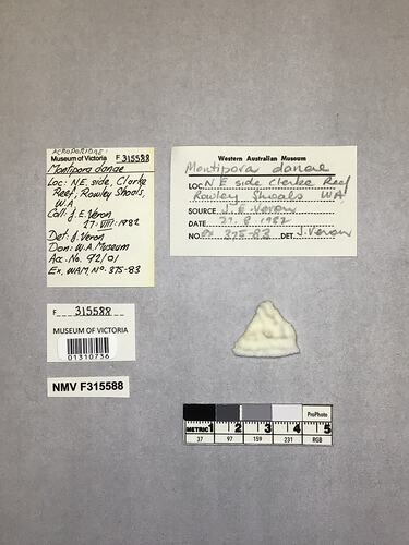 Dry stony coral specimen beside labels.