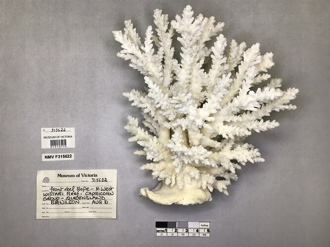 Dry stony coral specimen beside labels.