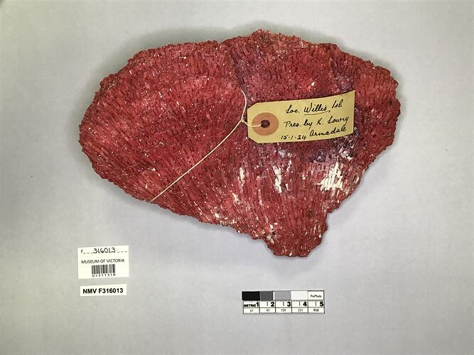 Dry soft coral specimen beside labels.