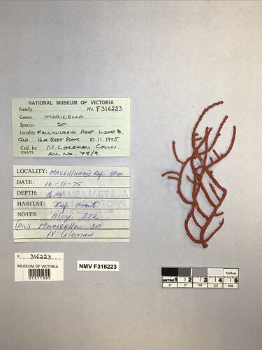 Dry soft coral specimen beside labels.