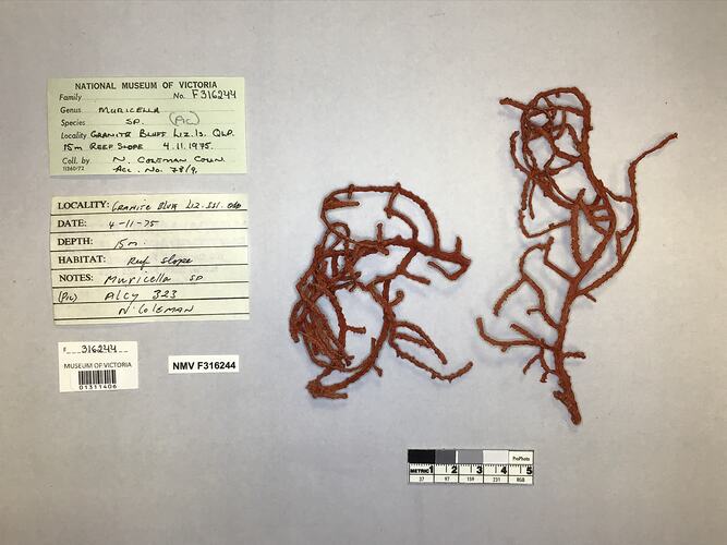Dry soft coral specimen beside labels.