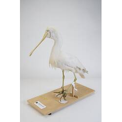 <em>Platalea flavipes</em>, Yellow-billed Spoonbill. [B 33024]
