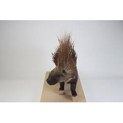 <em>Hystrix cristata</em>, Crested Porcupine. [C 30179]