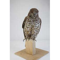 <em>Ninox strenua</em>, Powerful Owl. [B 32354]
