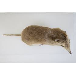 <em>Perameles nasuta</em>, Southern Long-nosed Bandicoot. [C 7012]