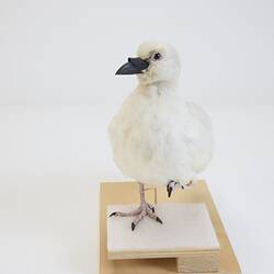 <em>Chionis minor</em>, Black-faced Sheathbill. [B 32987]