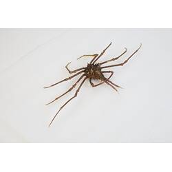 <em>Hyastenus diacanthus</em>, crab. [J 44705]