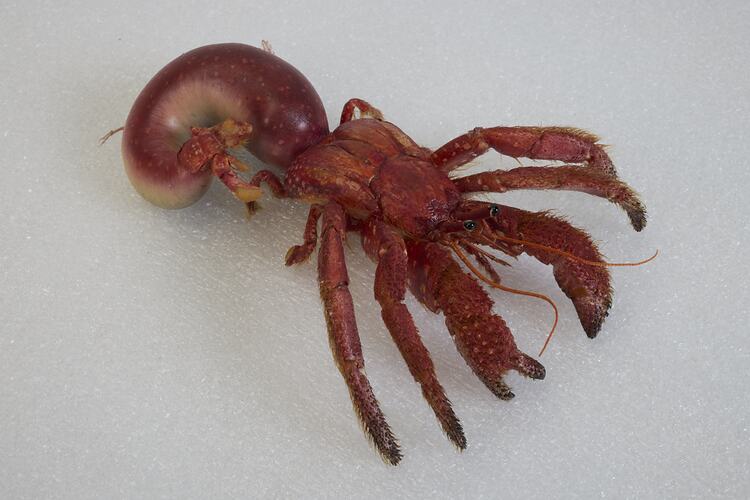 <em>Strigopagurus strigimanus</em>, Stridulating Hermit Crab. [J 73847]