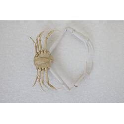 <em>Bellidilia undecimspinosa</em>, Large Pebble Crab. [J 9314]