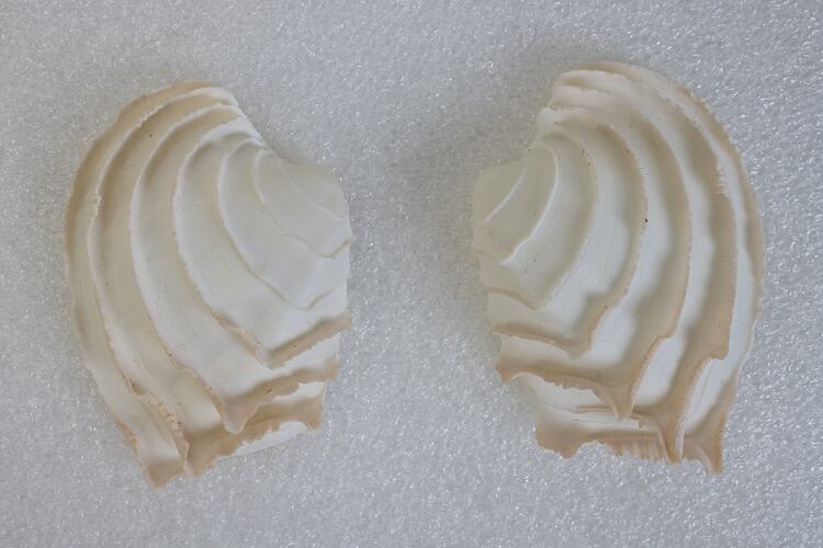 <em>Bassina disjecta</em>, Frilled Venus Shell. [F 85294]