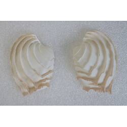 <em>Bassina disjecta</em>, Frilled Venus Shell. [F 85294]