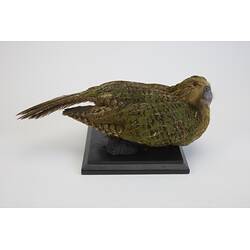 <em>Strigops habroptilus</em>, Kakapo. [19425]
