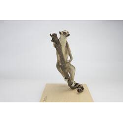 <em>Lemur catta</em>, Ring-tailed Lemur. [C 30344]