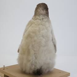 <em>Aptenodytes forsteri</em>, Emperor Penguin. [B 22524]