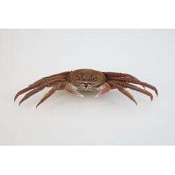 <em>Plagusia chabrus</em>, Red Rock Crab. [J 44703.5]