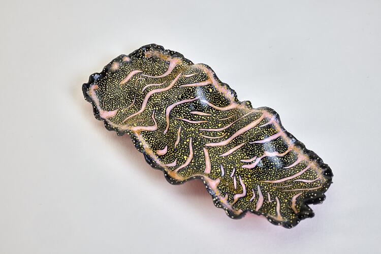 <em>Pseudobiceros bedfordi</em>, Persian Carpet Flatworm, model. [F 316780]