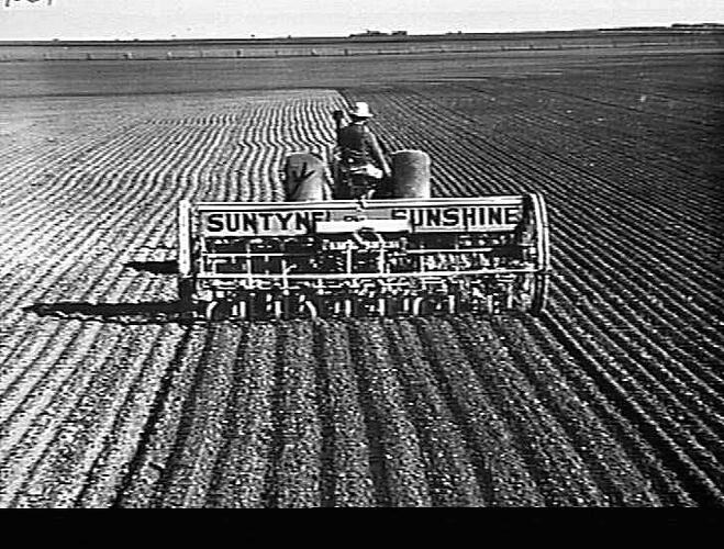 BROAD ACRES. WHEAT SOWING AT JUNG VIA HORSHAM, VIC., WITH AN 18-ROW, 37-TINE `SUNTYNE' COMBINE AND SUNSHINE MASSEY HARRIS TRACTOR, ON THE FARM OF MESSRS. N. & W. HUF: JUNE 1946