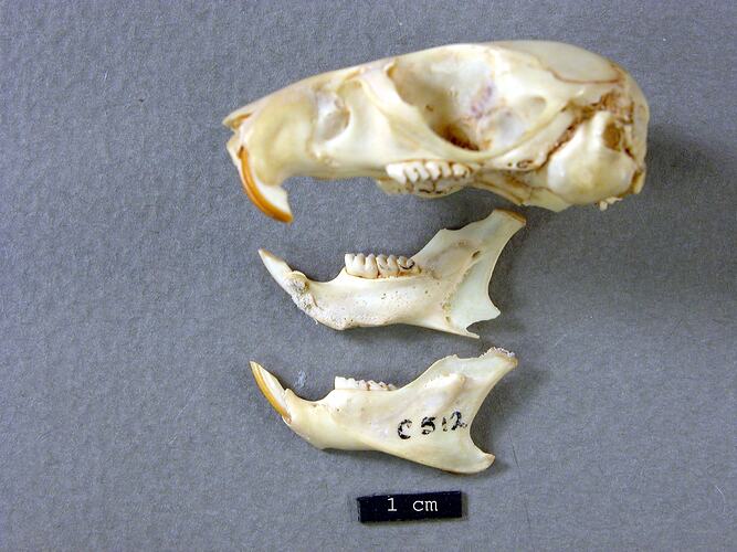 Lateral view of mouse skull and lower jaw.