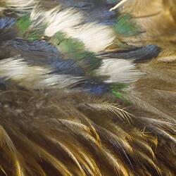 Feather Cloak (detail)