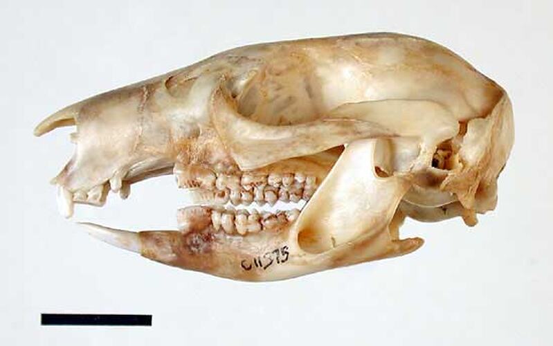 Lateral view of bettong skull.