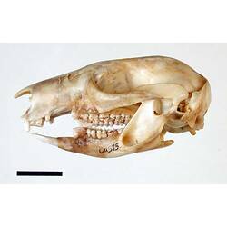 Lateral view of bettong skull.