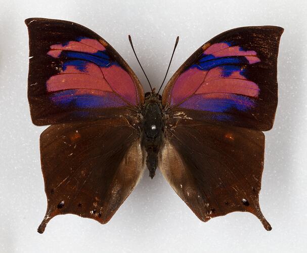 <em>Anaea nessus</em>, Purple Flusher. [LEP 41988]
