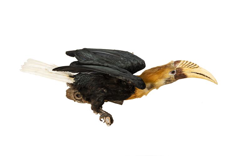 <em>Rhyticeros plicatus</em>, Blyth's Hornbill. [37177]