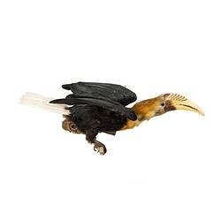 <em>Rhyticeros plicatus</em>, Blyth's Hornbill. [37177]