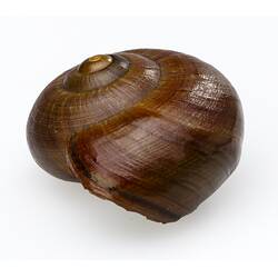 <em>Powelliphanta lignaria</em>, amber snail. [F 183743.1]
