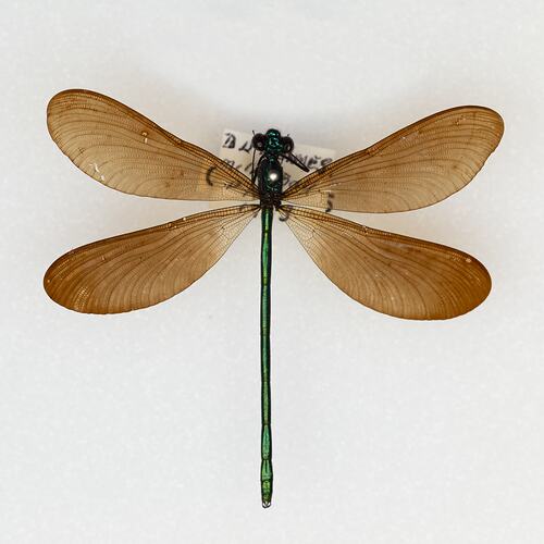 <em>Neurobasis australis</em>, Papuan Demoiselle. [ODO 4375]