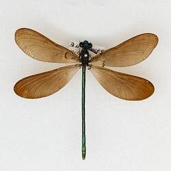 Our Wondrous Planet, Our Wild Family: Dry Specimen - Papuan Demoiselle, Zygoptera