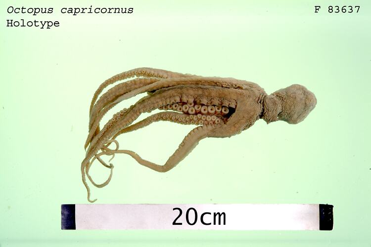 Dorsal view of preserved octopus specimen.