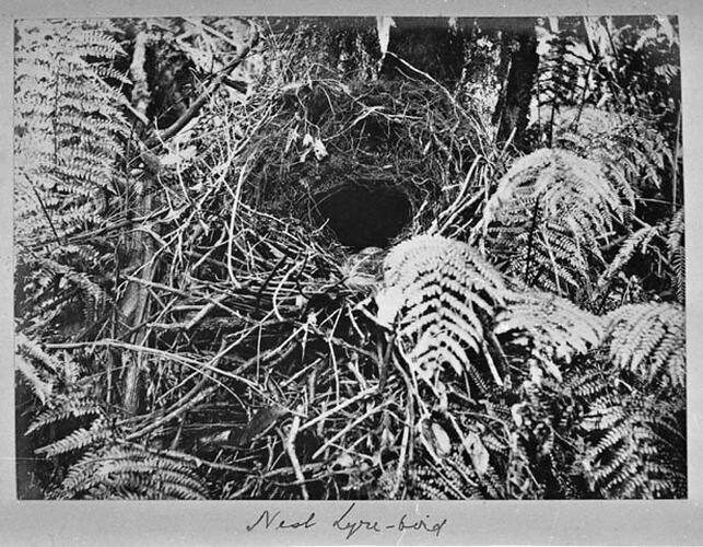 Nest Lyre-Bird
