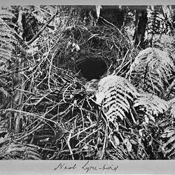 Photograph - Lyre Bird Nest In-Situ, by A.J. Campbell, Victoria, circa 1895