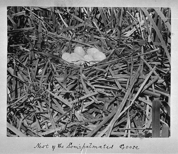 Nest of the Semipalmated Goose.