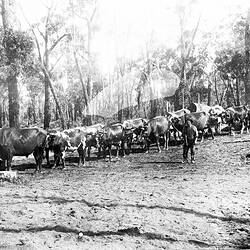Negative - Cobden District, Victoria, circa 1900