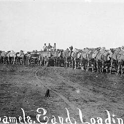 Negative - Two Camel Teams Loading Wood, Ooldea, South Australia, circa 1919