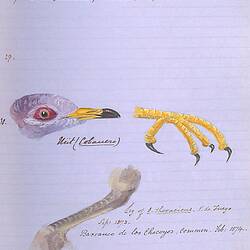 Bird Illustration from Osbert Salvin, [Collected articles from The Ibis on the ornithology of Central America]