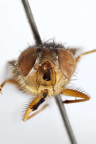 Head front view of pinned blowlfy specimen.