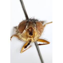 Head front view of pinned blowlfy specimen.