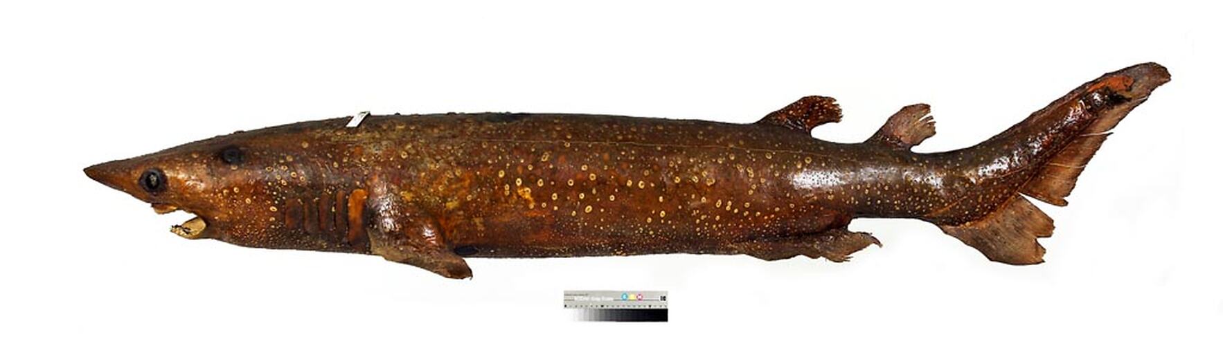 Dry shark specimen, left side view.