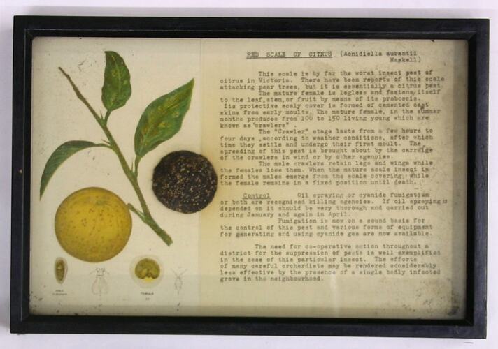 Botanical Specimen Display - Red Scale of Citrus