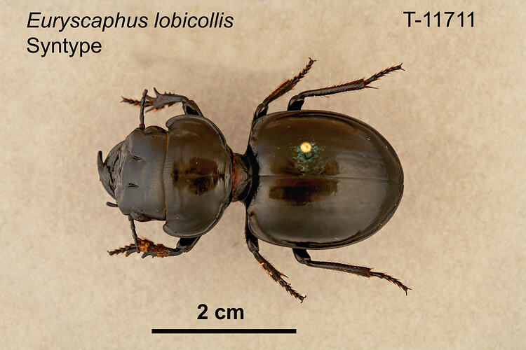 Beetle specimen, dorsal view.